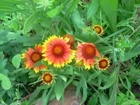 kokardenblume.webp