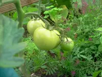 tomati.webp