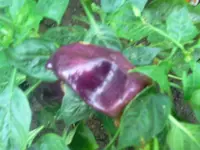 lilapppapp.webp