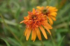 DSC01818.webp