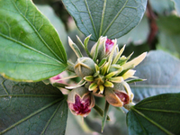hibiskus purpureus.webp