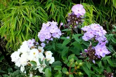 2013_0823Sommer0010 schneewittchen u phlox.webp