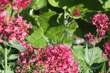 2014_0628sommer0029.webp