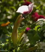 IMG_1815.webp