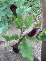 Calla scharzwalda1.webp