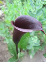 Calla schwarzwalda.webp