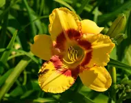 gelbrotesaugevorne.webp