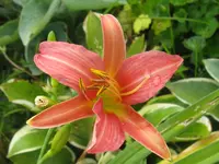 cara mia_1024x768.webp