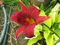 little tyke_1024x768.webp