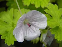 DSCN8817.webp