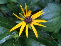 G_Blume_Sonnenhut_01__27.06.2014_mr.ditschy.webp