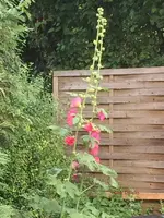 G_Blume_Stockrose_RosaPink__27.06.2014_mr.ditschy.webp
