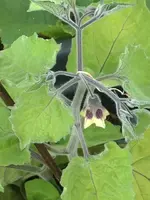 Andenbeere.webp