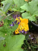 DeutscherRieseBlüte2.webp