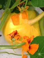 Kürbis3.webp