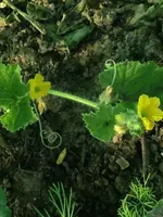 Honigmelone.webp
