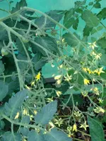 Riesentraube.webp