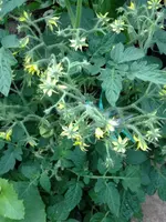 TomateLimeGreen.webp