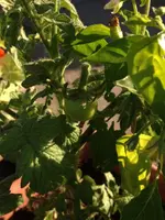 Balkontomate.webp