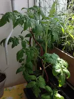 Balkontomaten Rentita.webp