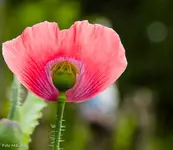 IMG_1885.webp
