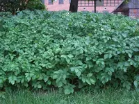 CIMG9220.webp