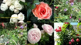 rosengarten 2014Neuer Ordner8.webp