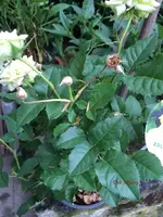G_Blume_Edelrose_gelb_Geschenk_krank__27.06.2014_mr.ditschy.webp