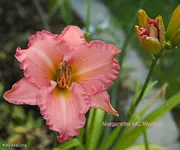 IMG_1964.webp