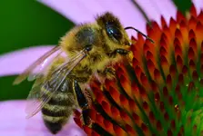 bienchen.webp