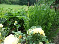 SAM_4748.webp