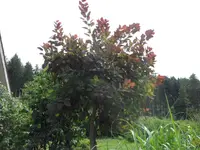SAM_4744.webp