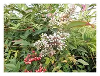 041.webp
