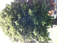 image.webp image.webp
