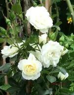 G_Blume_Kletterrose_creme_Gartentor2__29.05.2014_mr.ditschy.webp
