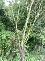 DSCN9525.webp