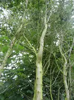 DSCN9528.webp