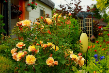 Caramella_goldgelb_volle Blüte2_640.webp