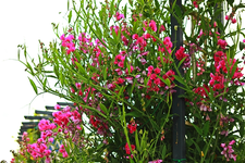 Staudenwicke_in voller Blüte_pink_640.webp
