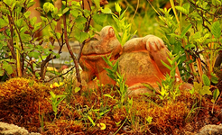 big brother is watching you_Teichfrosch_640.webp