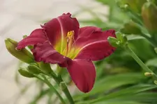 Cameroons Twiter.webp