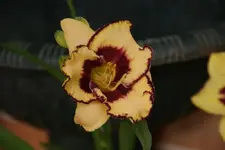 Calico Jack.webp