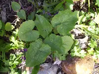 100_1556.webp