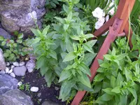 100_1558.webp