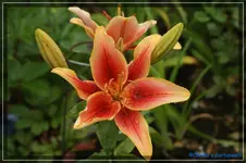 Scheherazade.webp