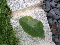 image.webp