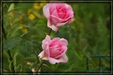 Parole.webp