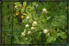 Lovley Green.webp