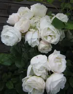 IMG_3075.webp