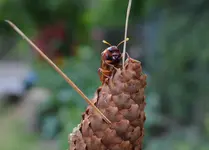 Keulenblattwespe1.webp